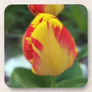 Gelbe Tulpen Getränkeuntersetzer