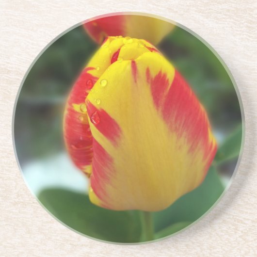 Gelbe Tulpen Getränkeuntersetzer (Vorne)