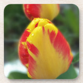 Gelbe Tulpen Getränkeuntersetzer (Vorderseite)