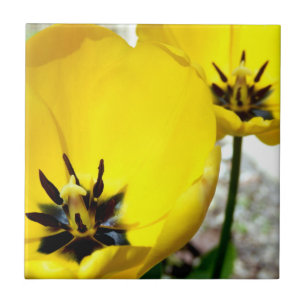 Gelbe Tulpen-Keramik-Fotokachel Fliese