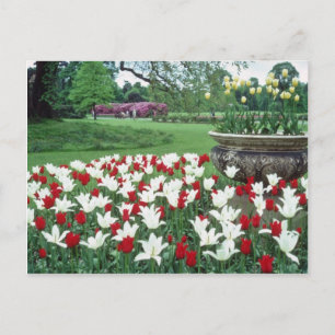 Gelbe Tulpen, Kew Gardens Blume Postkarte