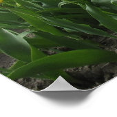 Gelbe Tulpen Landschaft Poster (Ecke)