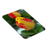 Gelbe Tulpen Magnet (Rechte Seite)