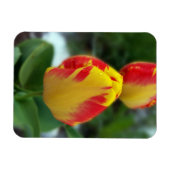 Gelbe Tulpen Magnet (Horizontal)