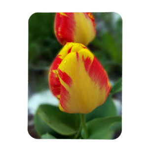 Gelbe Tulpen Magnet