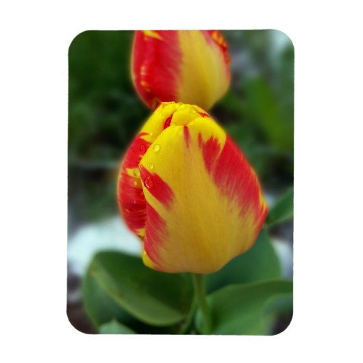 Gelbe Tulpen Magnet (Vertikal)
