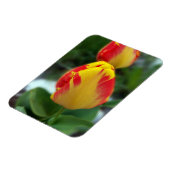 Gelbe Tulpen Magnet (Linke Seite)