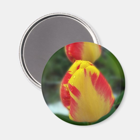 Gelbe Tulpen Magnet (Vorderseite/Rückseite)