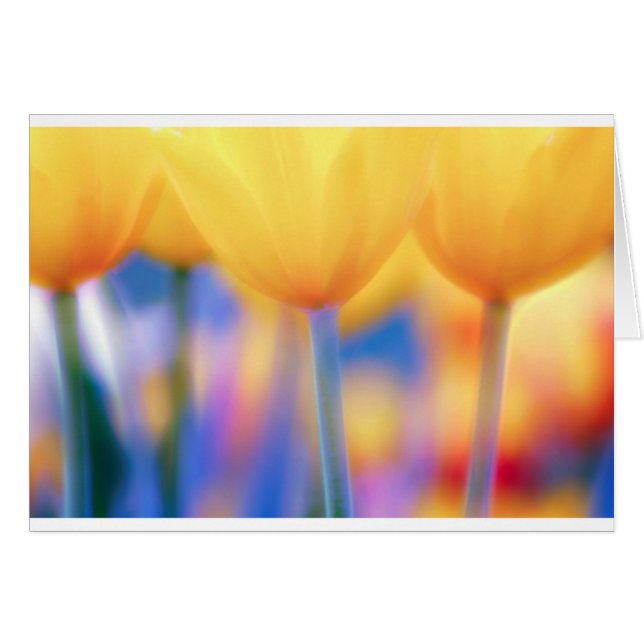 Gelbe Tulpen mit Blau (Vorderseite (Horizontal))