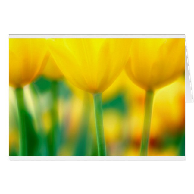 Gelbe Tulpen mit Grün (Vorderseite (Horizontal))