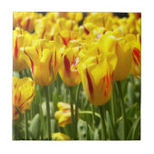 Gelbe Tulpen mit roten Streifen Fliese (Vorderseite)