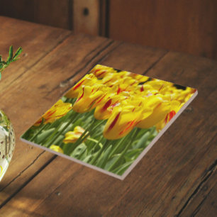 Gelbe Tulpen mit roten Streifen Fliese