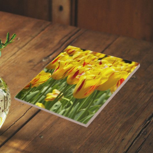 Gelbe Tulpen mit roten Streifen Fliese