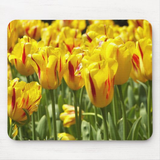 Gelbe Tulpen mit roten Streifen Mousepad (Vorne)