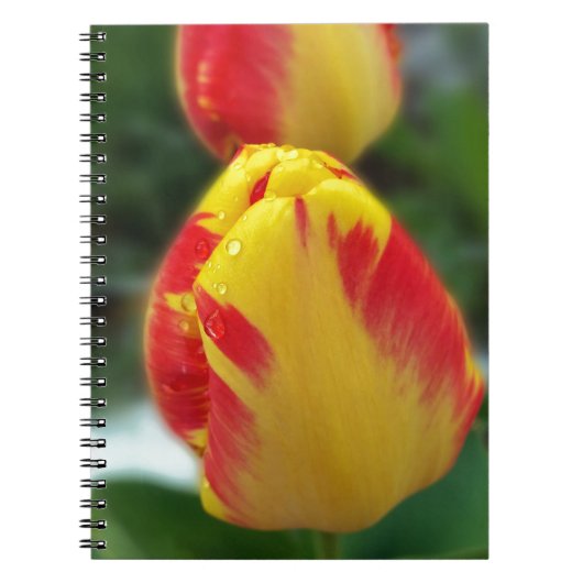 Gelbe Tulpen Notizblock (Vorderseite)