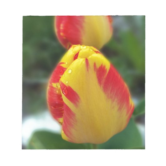Gelbe Tulpen Notizblock (Vorderseite)