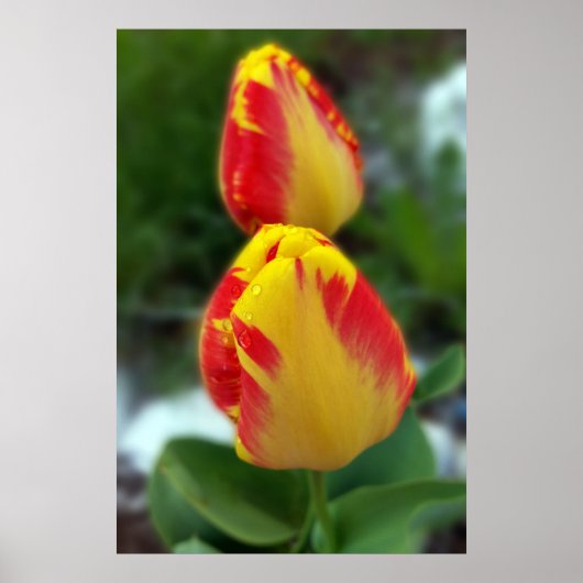 Gelbe Tulpen Poster (Vorne)