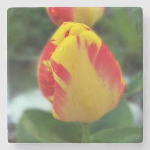 Gelbe Tulpen Steinuntersetzer