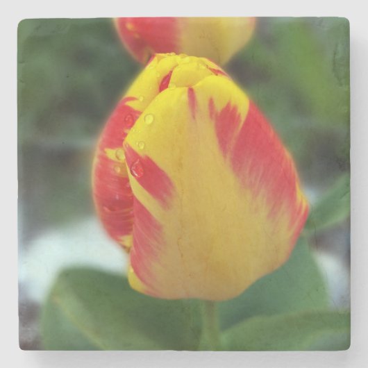 Gelbe Tulpen Steinuntersetzer (Vorderseite)
