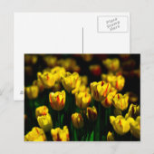 Gelbe Tulpenblumen Postkarte (Vorne/Hinten)