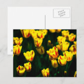 Gelbe Tulpenblumen Postkarte (Vorne/Hinten)