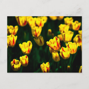 Gelbe Tulpenblumen Postkarte