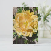 Gelbe Tulpenleber-Blume (Stehend Vorderseite)