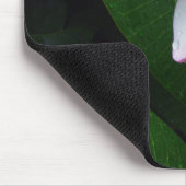 Gelbe u. weiße hawaiische Plumeria-Blume Mousepad (Ecke)