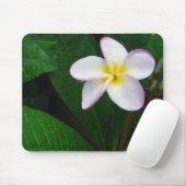 Gelbe u. weiße hawaiische Plumeria-Blume Mousepad (Mit Mouse)