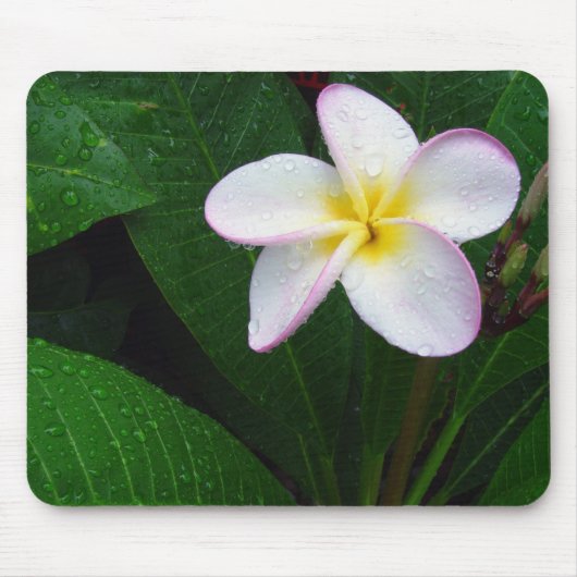 Gelbe u. weiße hawaiische Plumeria-Blume Mousepad (Vorne)