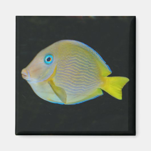 Gelbe und blaue Fischmagnete Magnet (Vorne)