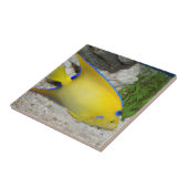 Gelbe und blaue Königin Angelfish Fliese (Seite)