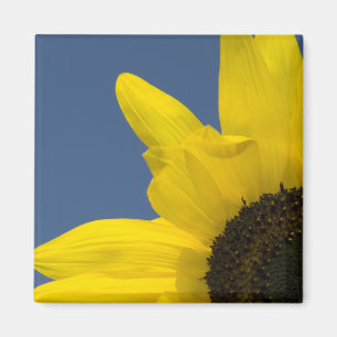 Gelbe und blaue Sonnenblumenecke Magnet
