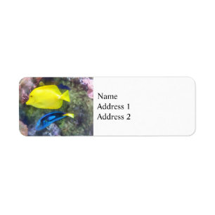 Gelbe und blaue Tang-Fische