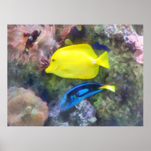 Gelbe und blaue Tang-Fische Poster