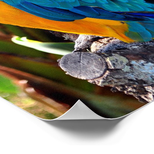 Gelbe und blaue Vögel Poster (Ecke)