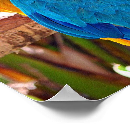 Gelbe und blaue Vögel Poster (Ecke)