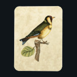 Gelbe und grüne Vögel auf einem kleinen Zweig Magnet<br><div class="desc">Dieser graviert inspirierte Druck zeigt scharfe,  lebendige Bilder mit hoher Farbgenauigkeit. Der neutrale Hintergrund hebt die Farben des Vogels hervor. Passen Sie Ihr liebstes Zazzle-Produkt mit diesem schönen Bild an.</div>