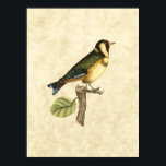 Gelbe und grüne Vögel auf einem kleinen Zweig Poster<br><div class="desc">Dieser graviert inspirierte Druck zeigt scharfe,  lebendige Bilder mit hoher Farbgenauigkeit. Der neutrale Hintergrund hebt die Farben des Vogels hervor. Passen Sie Ihr liebstes Zazzle-Produkt mit diesem schönen Bild an.</div>