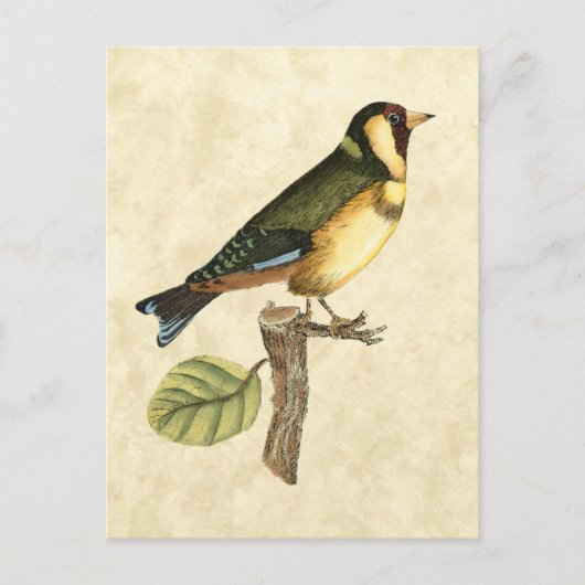 Gelbe und grüne Vögel auf einem kleinen Zweig Postkarte (Vorderseite)