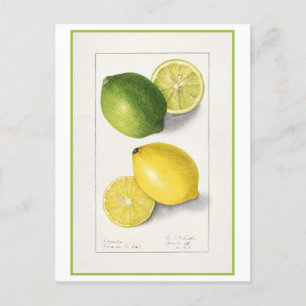Gelbe und grüne Zitronen Vintage-Aquarell Postkarte