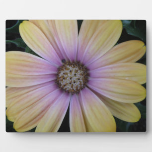 Gelbe und Lila Blume Fotoplatte