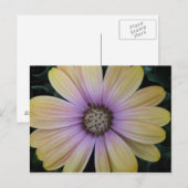 Gelbe und Lila Blume Postkarte (Vorne/Hinten)