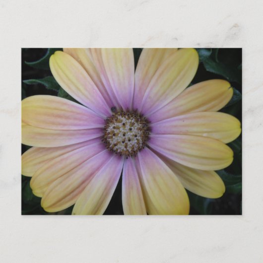 Gelbe und Lila Blume Postkarte (Vorderseite)