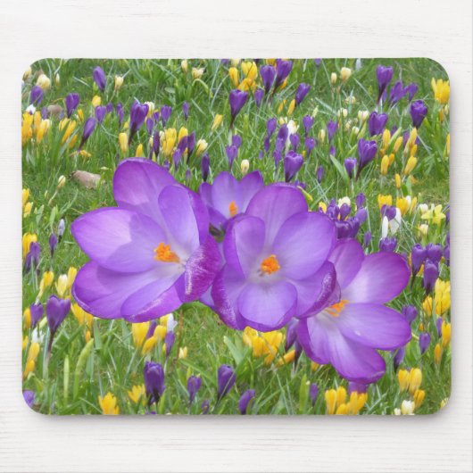 Gelbe und Lila Crocuses Mouse Pad Mousepad (Vorne)