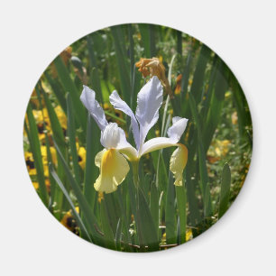 gelbe und lila Iris 12x10 Magnet