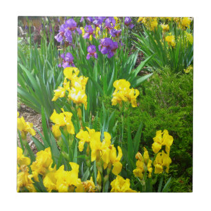 Gelbe und Lila Iris-Blume - Flasche Fliese