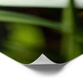 Gelbe und Lila Iris Poster (Ecke)