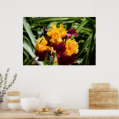 Gelbe und Lila Iris Poster (Küche)