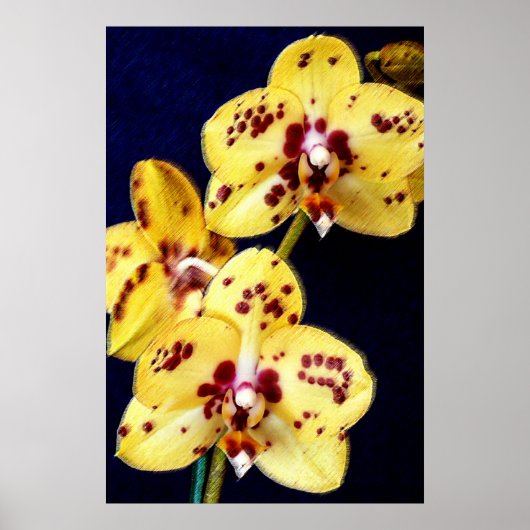 Gelbe und Lila Orchideen Poster (Vorne)